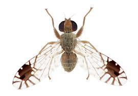 Attēlu rezultāti vaicājumam “Tephritidae”