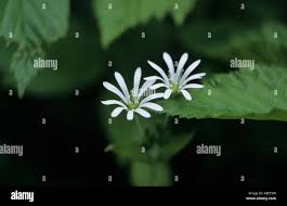 Attēlu rezultāti vaicājumam “Stellaria palustris flower”