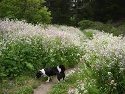 Image result for Raphanus sativus ssp. Oleiformes