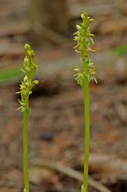 Attēlu rezultāti vaicājumam “Corallorhiza trifida”