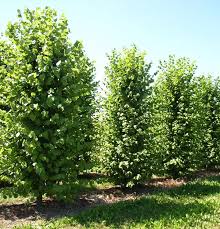 Attēlu rezultāti vaicājumam “Tilia x vulgaris”