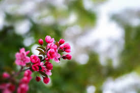 Attēlu rezultāti vaicājumam “Malus purpurea flower”