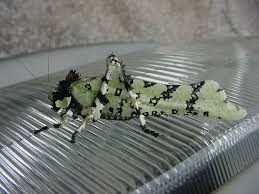 Attēlu rezultāti vaicājumam “Tettigoniodea”