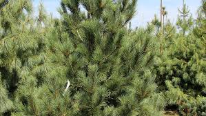 Attēlu rezultāti vaicājumam “Pinus peuce”