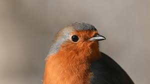 Attēlu rezultāti vaicājumam “Erithacus rubecula adult”