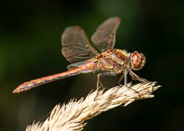 Attēlu rezultāti vaicājumam “Sympetrum”