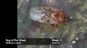 Attēlu rezultāti vaicājumam “Closterotomus biclavatus nymph”