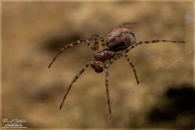 Attēlu rezultāti vaicājumam “Neriene montana”