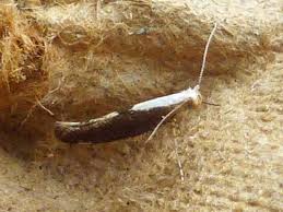 Attēlu rezultāti vaicājumam “Argyresthia semifusca”