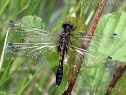 Attēlu rezultāti vaicājumam “Leucorrhinia caudalis”