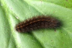 Attēlu rezultāti vaicājumam “Spilosoma sp.”