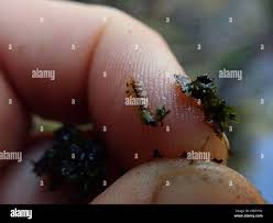 Attēlu rezultāti vaicājumam “Jungermanniopsida”