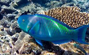 Image result for Scarus zelindae