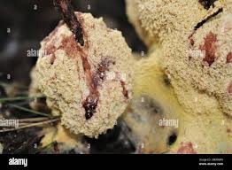 Attēlu rezultāti vaicājumam “Fuligo septica var. candida spores”