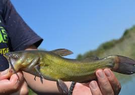 Image result for Ameiurus melas