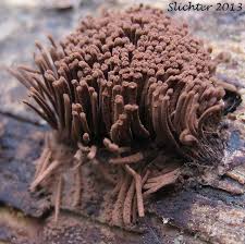 Attēlu rezultāti vaicājumam “Stemonitis sp.”