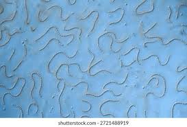 Attēlu rezultāti vaicājumam “Nostoc pruniforme macro”