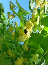 Attēlu rezultāti vaicājumam “Tilia x vulgaris”