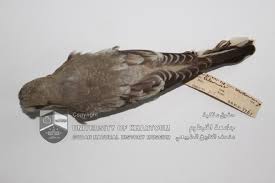 Image result for Lanius minor