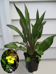 Attēlu rezultāti vaicājumam “Ranunculus lingua leaf”