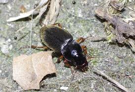 Attēlu rezultāti vaicājumam “Pseudoophonus rufipes”