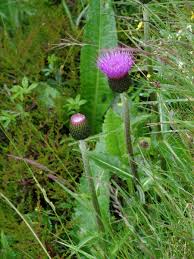 Attēlu rezultāti vaicājumam “Cirsium heterophyllum leaf”