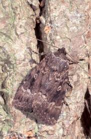 Attēlu rezultāti vaicājumam “Amphipyra”