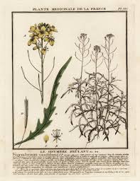 Image result for Diplotaxis tenuifolia