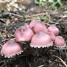 Attēlu rezultāti vaicājumam “Mycena haematopus”