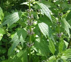 Attēlu rezultāti vaicājumam “Leonurus cardiaca leaf”