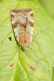 Attēlu rezultāti vaicājumam “Cryptocala chardinyi”