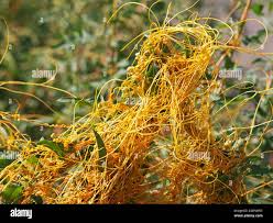 Attēlu rezultāti vaicājumam “Cuscuta europaea”