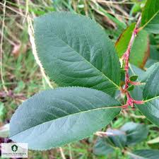 Attēlu rezultāti vaicājumam “Aronia melanocarpa leaf”