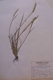 Attēlu rezultāti vaicājumam “Alopecurus aequalis leaf”