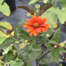 Image result for Heliopsis scabra