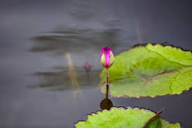 Attēlu rezultāti vaicājumam “Lotus sp. bud”