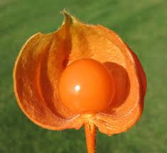 Image result for Physalis alkekengi