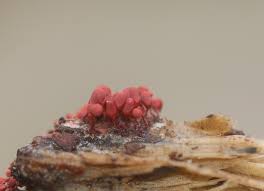 Attēlu rezultāti vaicājumam “Badhamia melanospora”