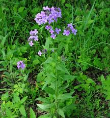 Image result for Hesperis matronalis