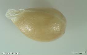 Attēlu rezultāti vaicājumam “Viola canina fruit”