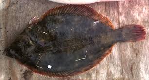 Image result for Liopsetta glacialis