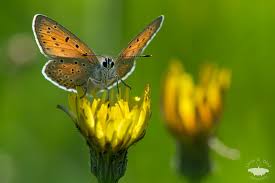 Attēlu rezultāti vaicājumam “Lycaena hippothoe”