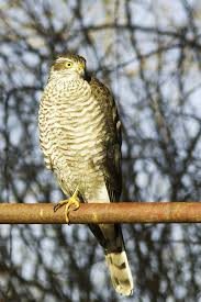 Attēlu rezultāti vaicājumam “Accipiter nisus female”