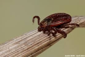 Attēlu rezultāti vaicājumam “Dermacentor reticulatus female”