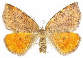 Attēlu rezultāti vaicājumam “Epirranthis diversata”