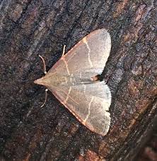 Attēlu rezultāti vaicājumam “Hypsopygia glaucinalis”