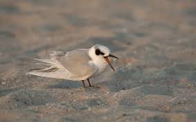 Image result for Sterna forsteri