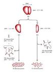 <b>ribosomal RNA</b> can get very