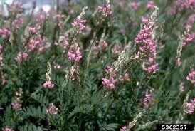 Image result for Onobrychis viciifolia