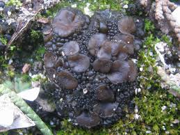 Attēlu rezultāti vaicājumam “Collema”